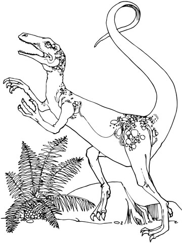 Coelurus Ornitholestes Coloring Page